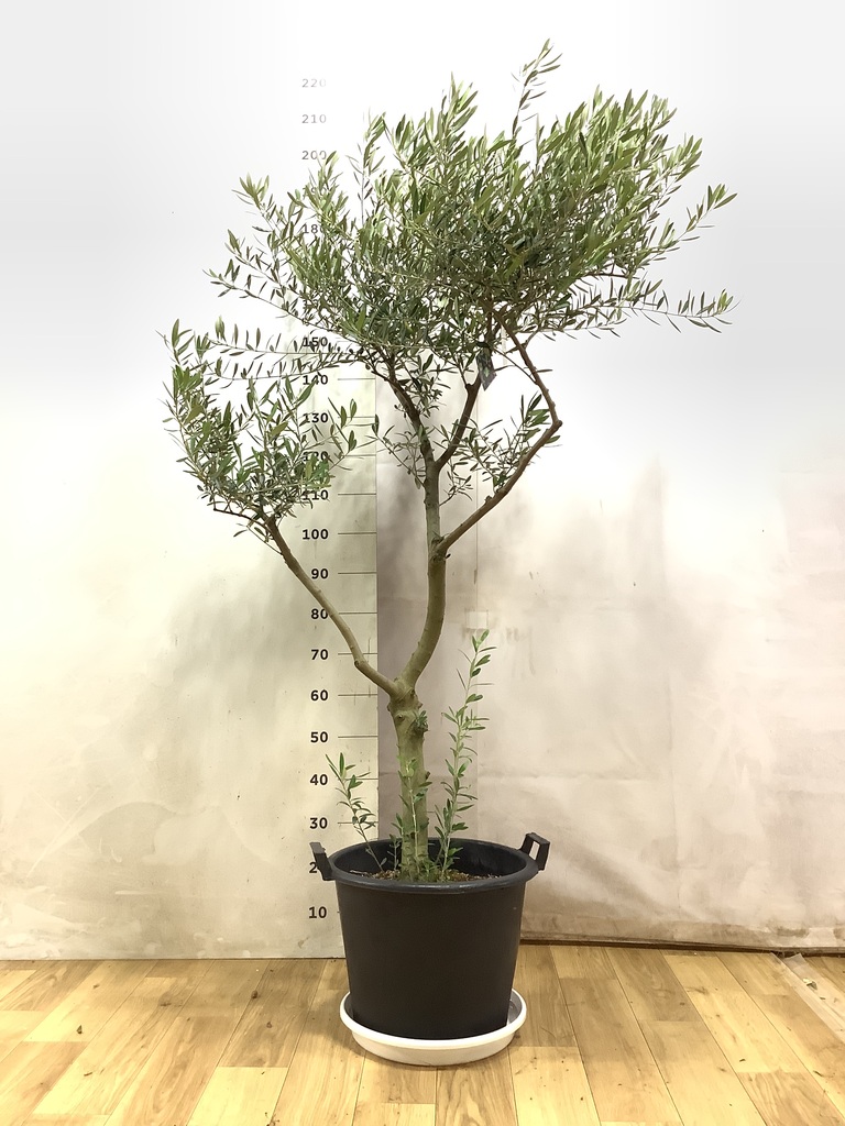 オリーブの木 1点もの（現品・現物） | 観葉植物通販HitoHana(ひとはな)
