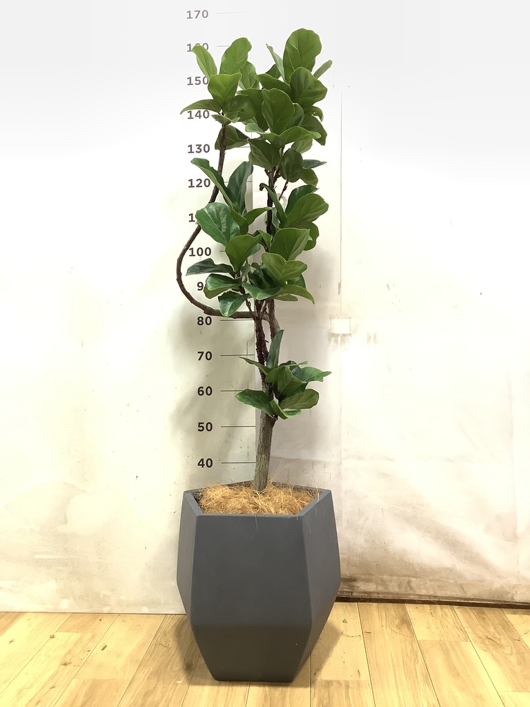 【B級品/大型観葉植物】波打つ葉が魅力♪フィカス・カシワバゴムバンビーノ10号鉢 カシワバゴムの木 バンビーノ | 観葉植物通販HitoHana(ひとはな)