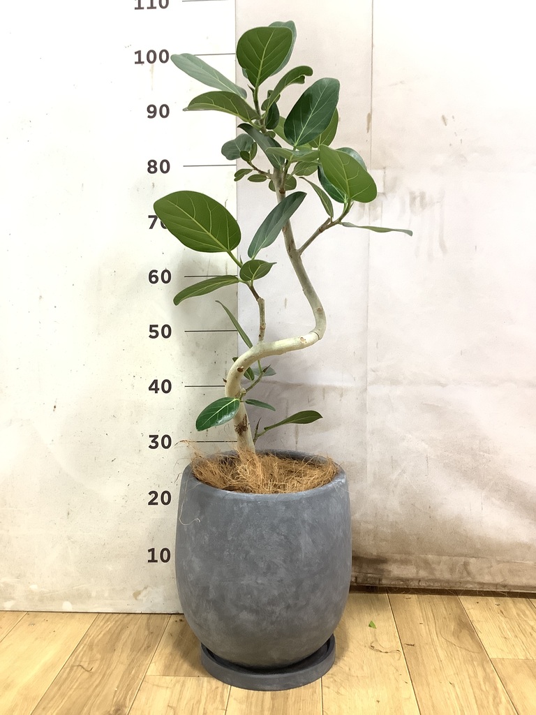 フィカス ベンガレンシス 曲がり | 観葉植物の通販ならHitoHana