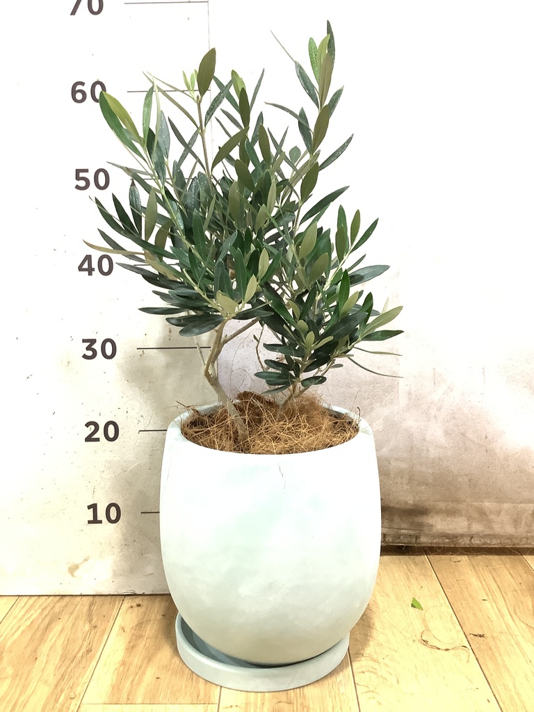 オリーブの木 5号 | 観葉植物の通販ならHitoHana（ひとはな）