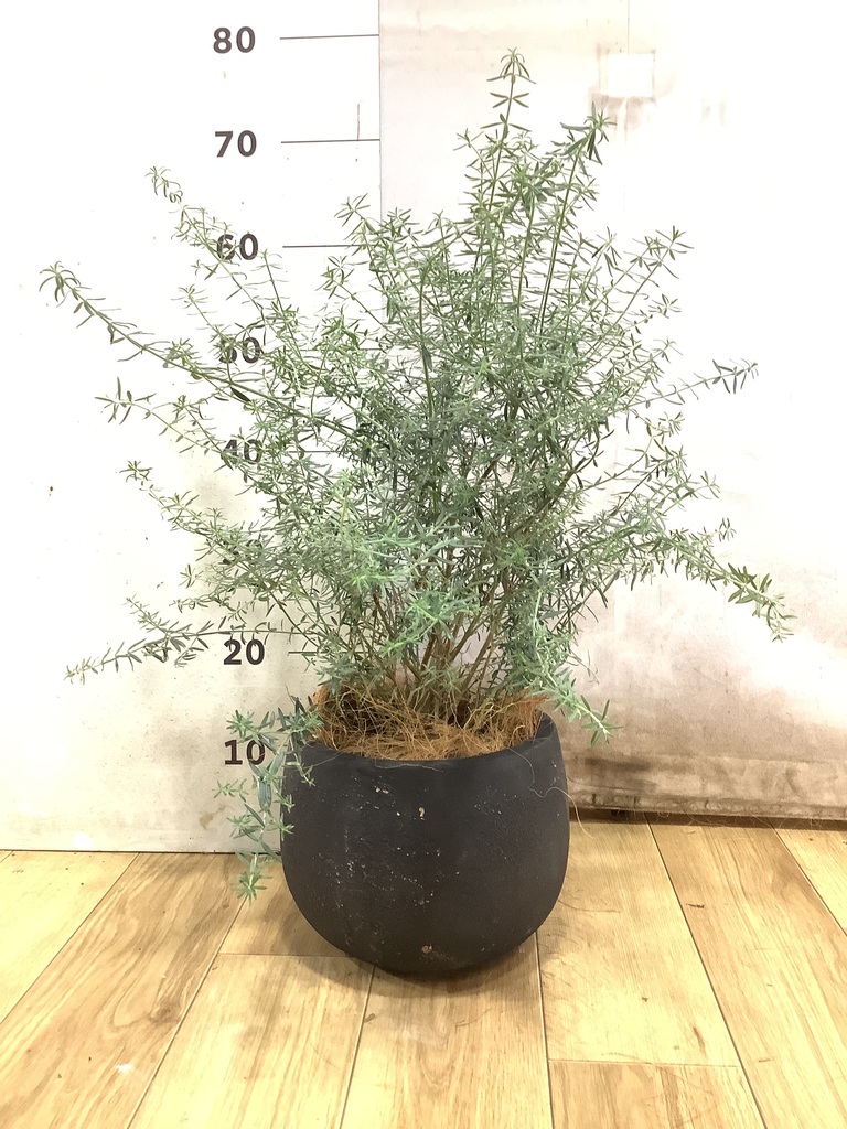 ネイティブプランツ | 通販専門店 HitoHana（ひとはな）
