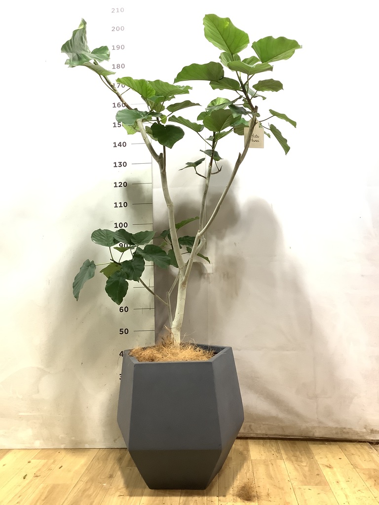 フィカス ウンベラータ ノーマル | 観葉植物の通販ならHitoHana（ひと