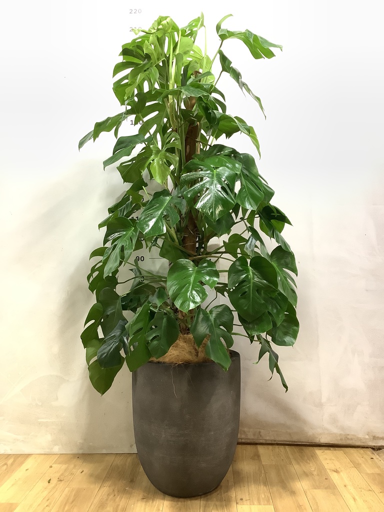モンステラ 観葉植物　1 モンステラ 1点もの | 観葉植物 | 送料無料でお届け - Hitohana（ひと