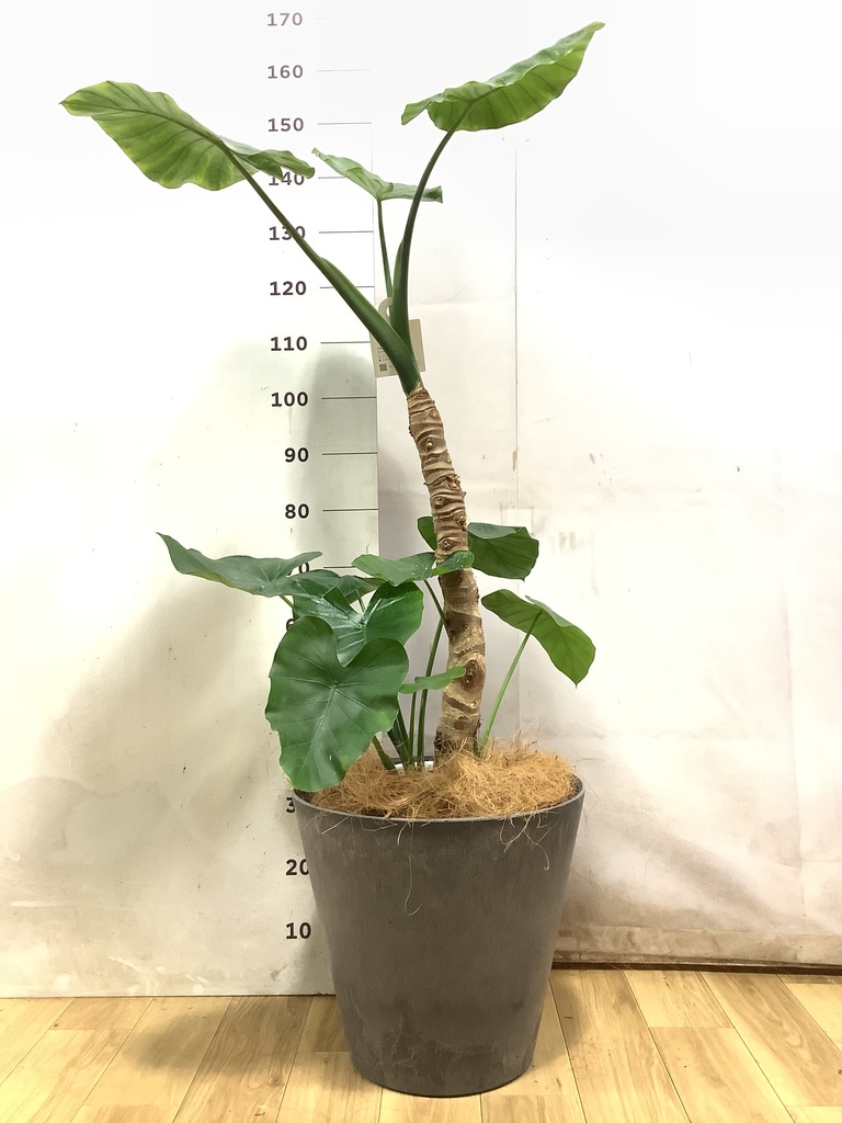 アロカシア オドラ（クワズイモ） | 観葉植物通販HitoHana