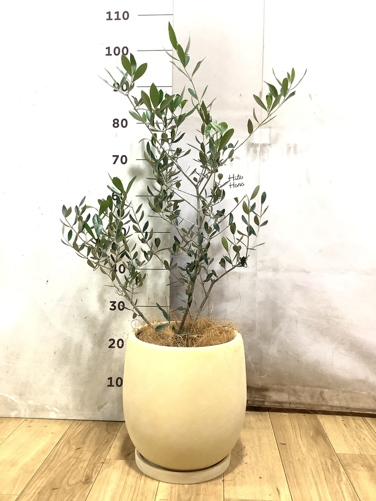 オリーブの木 1点もの（現品・現物） | 観葉植物通販HitoHana(ひとはな)