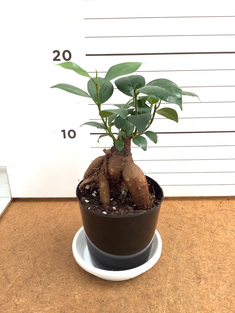 ガジュマル 1点もの（現品・現物） | 観葉植物通販HitoHana(ひとはな)
