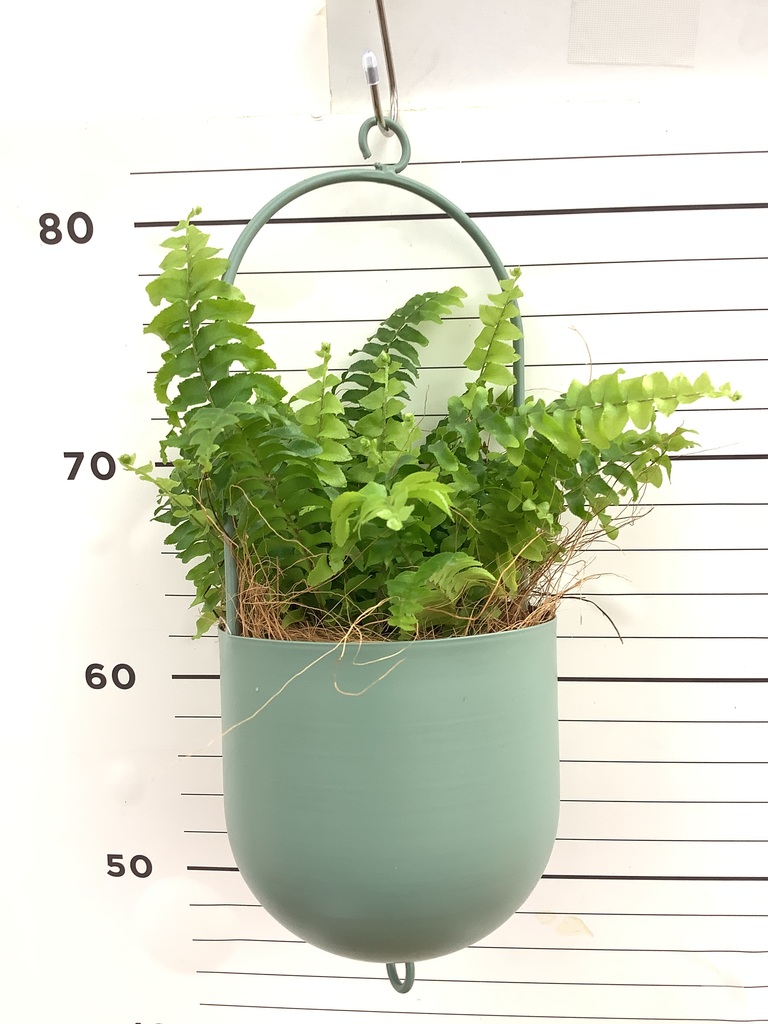ネフロレピス | 観葉植物の通販ならHitoHana（ひとはな）