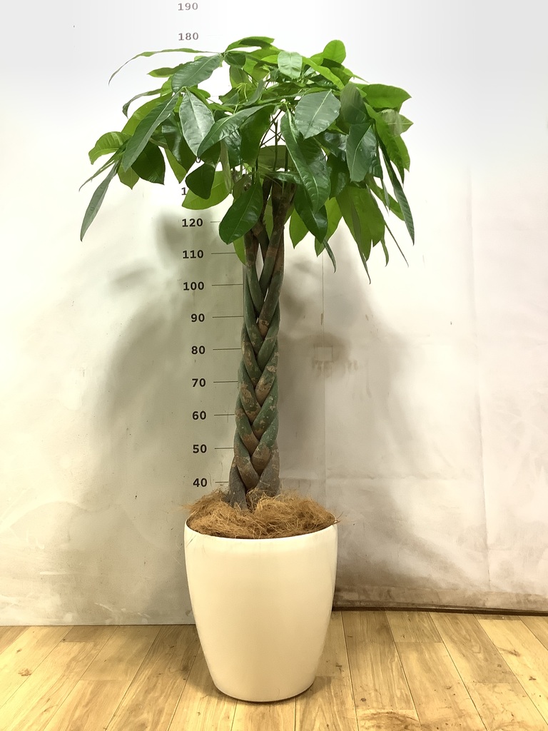 パキラ ねじり | 観葉植物の通販ならHitoHana（ひとはな）