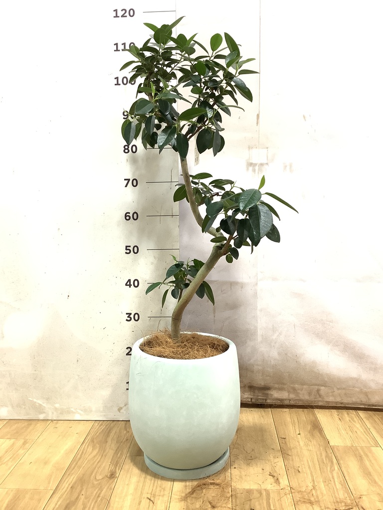 観葉植物 フランスゴムの木 6号 曲り インティ グレー 付き | 観葉植物