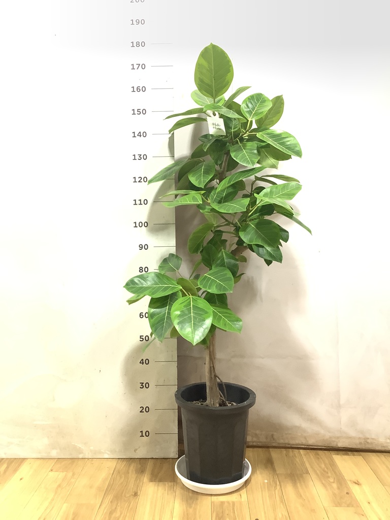 観葉植物 フィカス アルテシーマ 10号 曲り プラスチック鉢 | 観葉植物