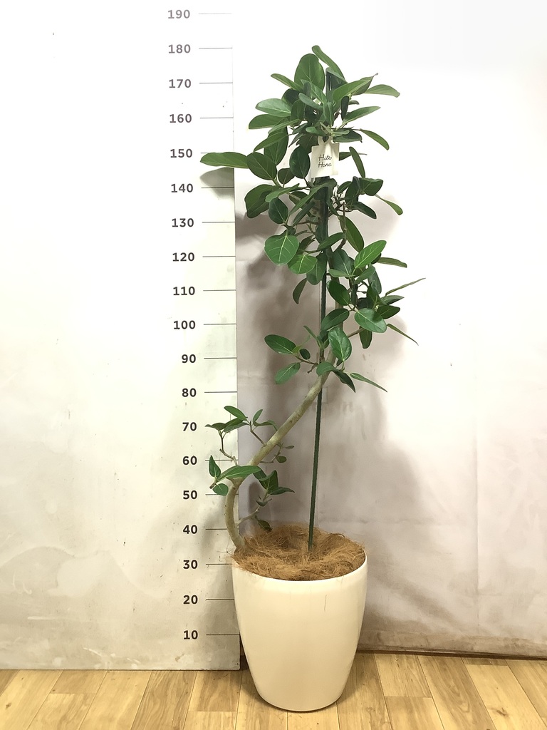 フィカス ベンガレンシス | 観葉植物の通販ならHitoHana