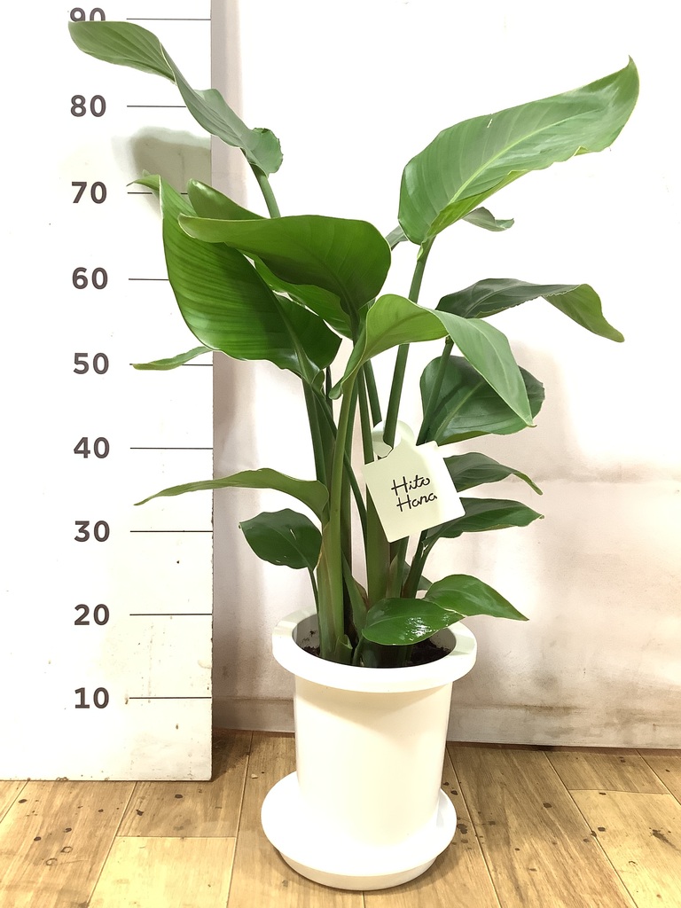 オーガスタ | 観葉植物の通販ならHitoHana（ひとはな）