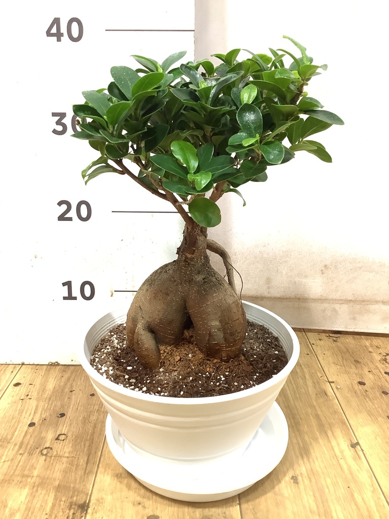 ガジュマル 7号 | 観葉植物通販HitoHana(ひとはな)