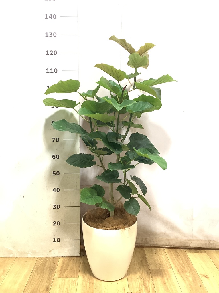 ウンベラータ 8号 | 観葉植物の通販ならHitoHana（ひとはな）