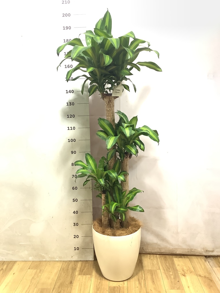 幸福をよぶ、ドラセナ　 ドラセナ 幸福の木 10号 | 観葉植物通販 HitoHana（ひとはな）