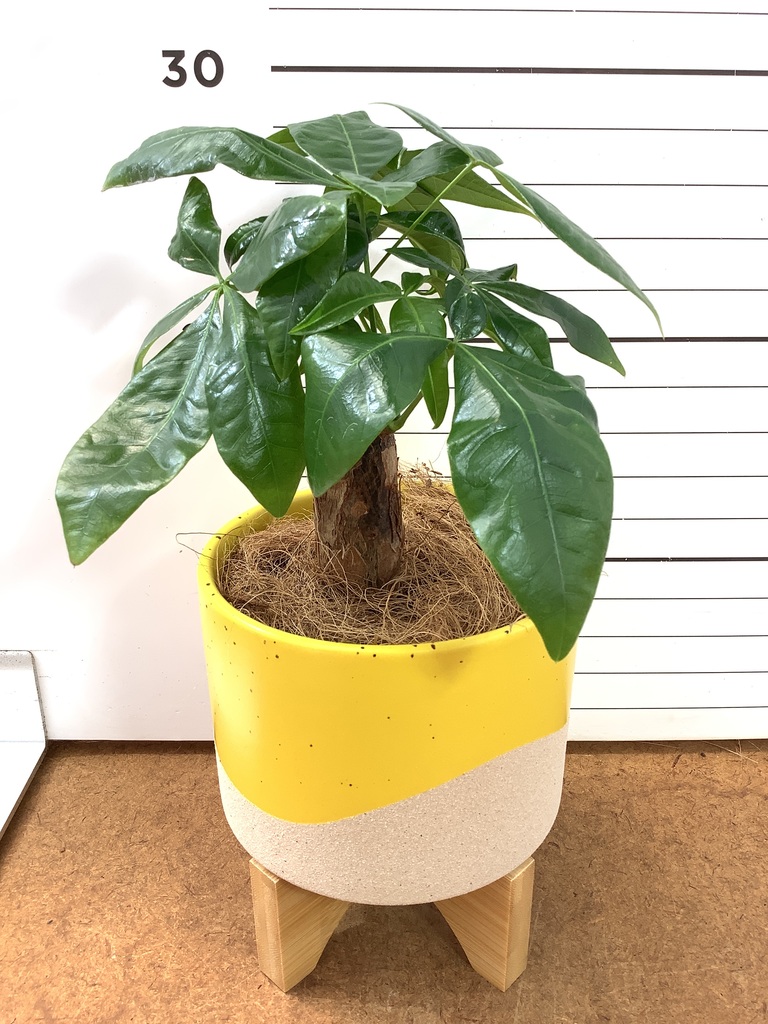 観葉植物 パキラ 3号 朴 レーナ 15 Y イエロー 付き | 観葉植物なら
