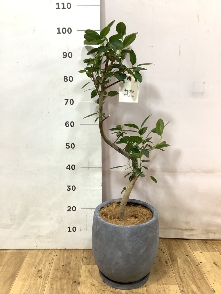 70cm〜100cmの観葉植物 | 送料無料でお届け | Hitohana（ひとはな）