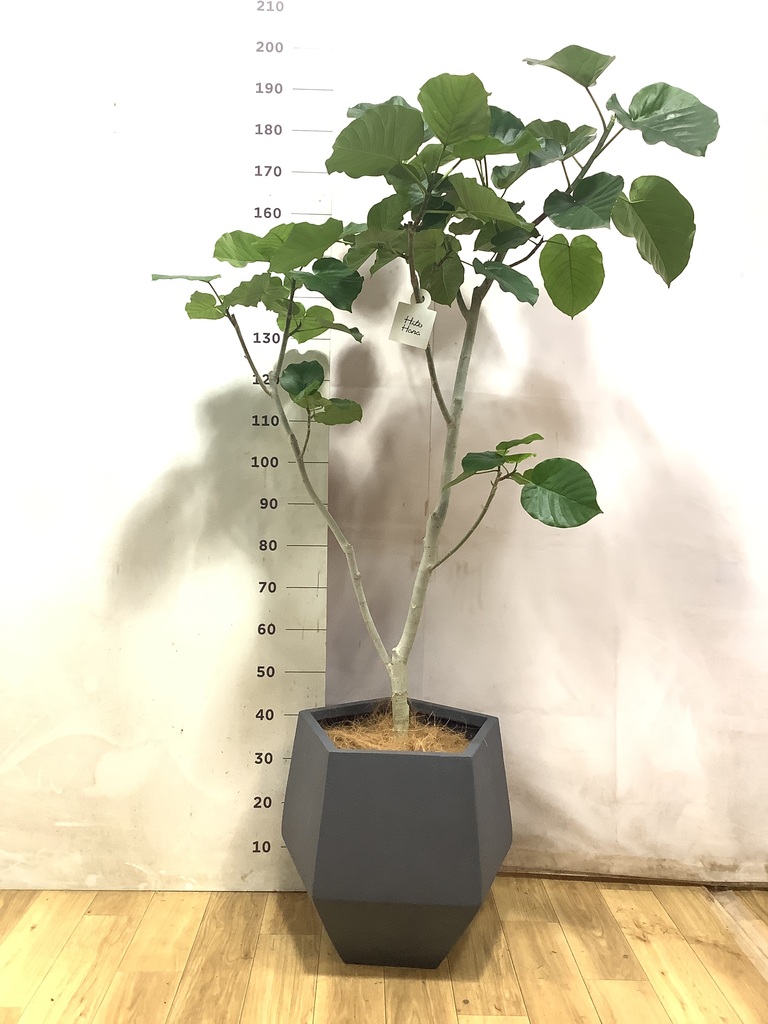 ウンベラータ 10号 | 観葉植物の通販ならHitoHana（ひとはな）