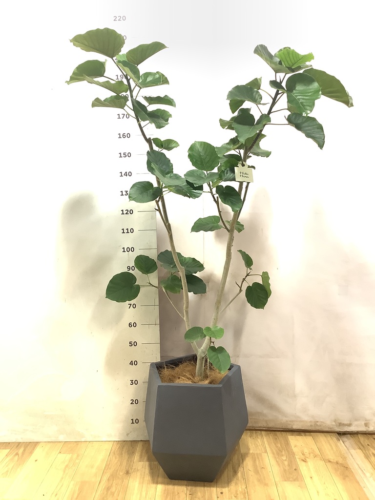 ウンベラータ 10号 | 観葉植物の通販ならHitoHana（ひとはな）