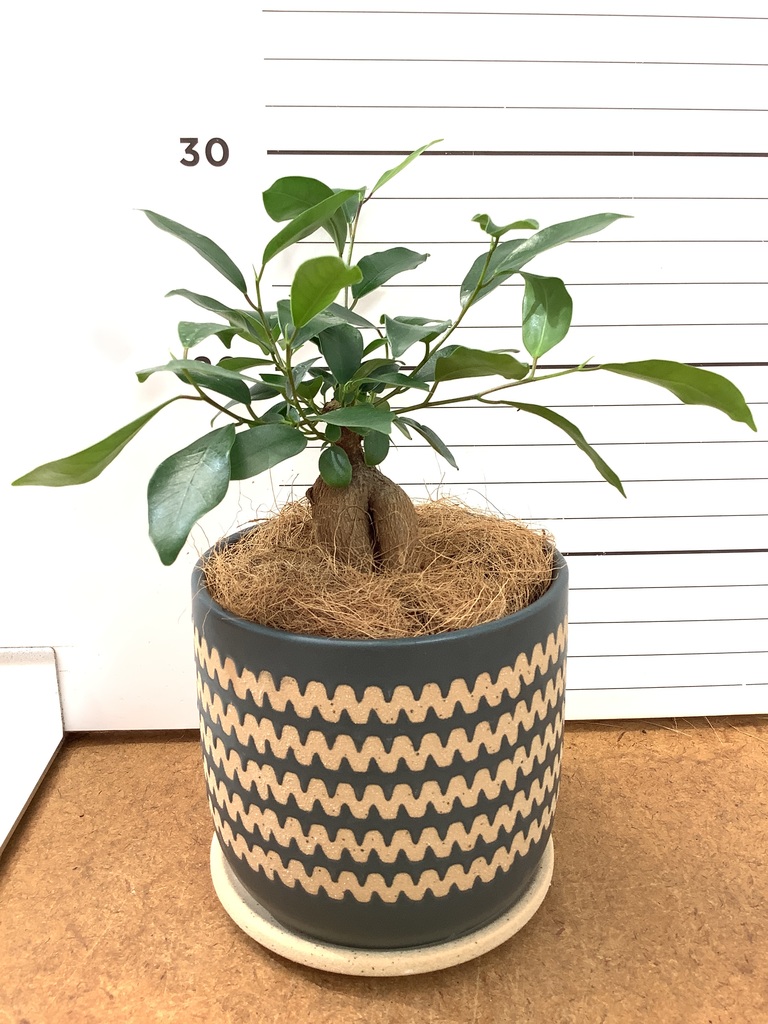 ガジュマル 1点もの（現品・現物） | 観葉植物通販HitoHana(ひとはな)