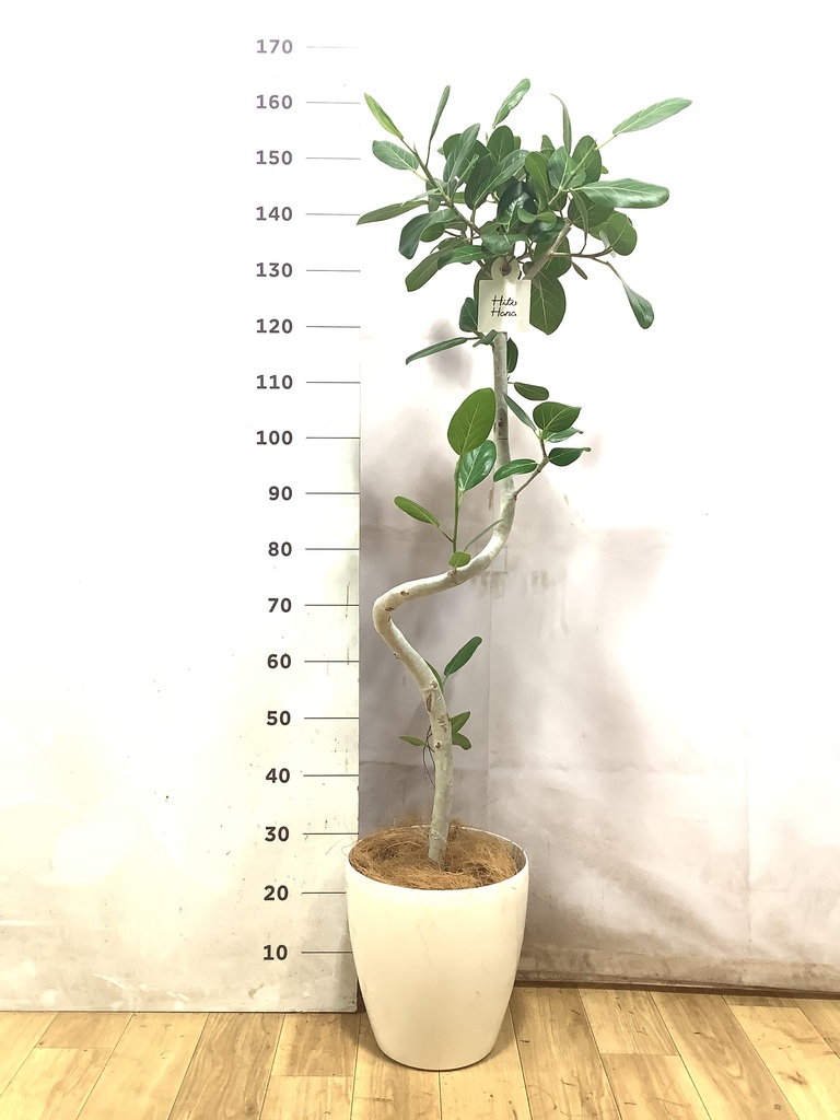 フィカス ベンガレンシス | 観葉植物の通販ならHitoHana