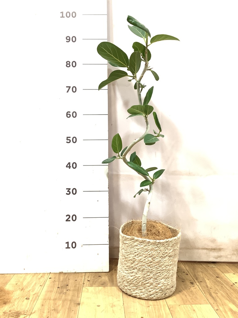 フィカス ベンガレンシス 曲がり | 観葉植物の通販ならHitoHana