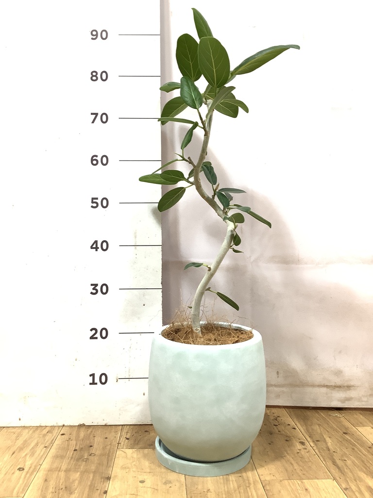 観葉植物 フィカス ベンガレンシス 5号 曲り プラスチック鉢 | 観葉