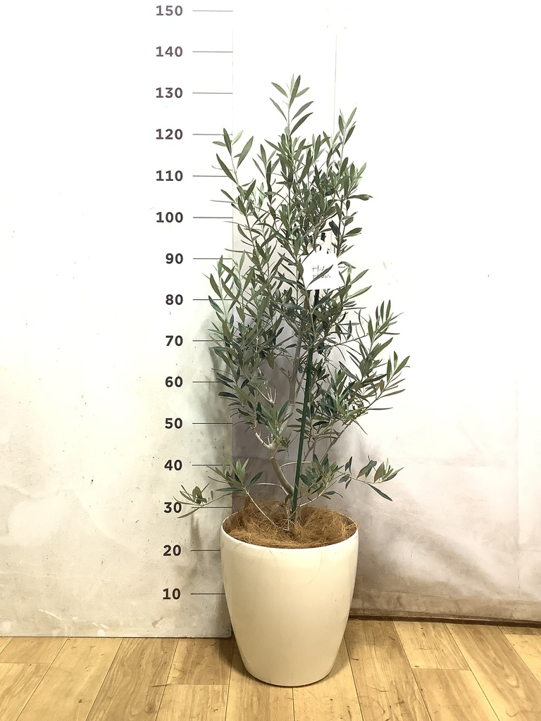 オリーブの木 1点もの（現品・現物） | 観葉植物通販HitoHana(ひとはな)
