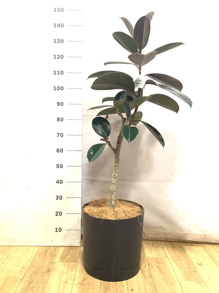 観葉植物 フィカス バーガンディ 8号 ノーマル バスク キューブ 付き