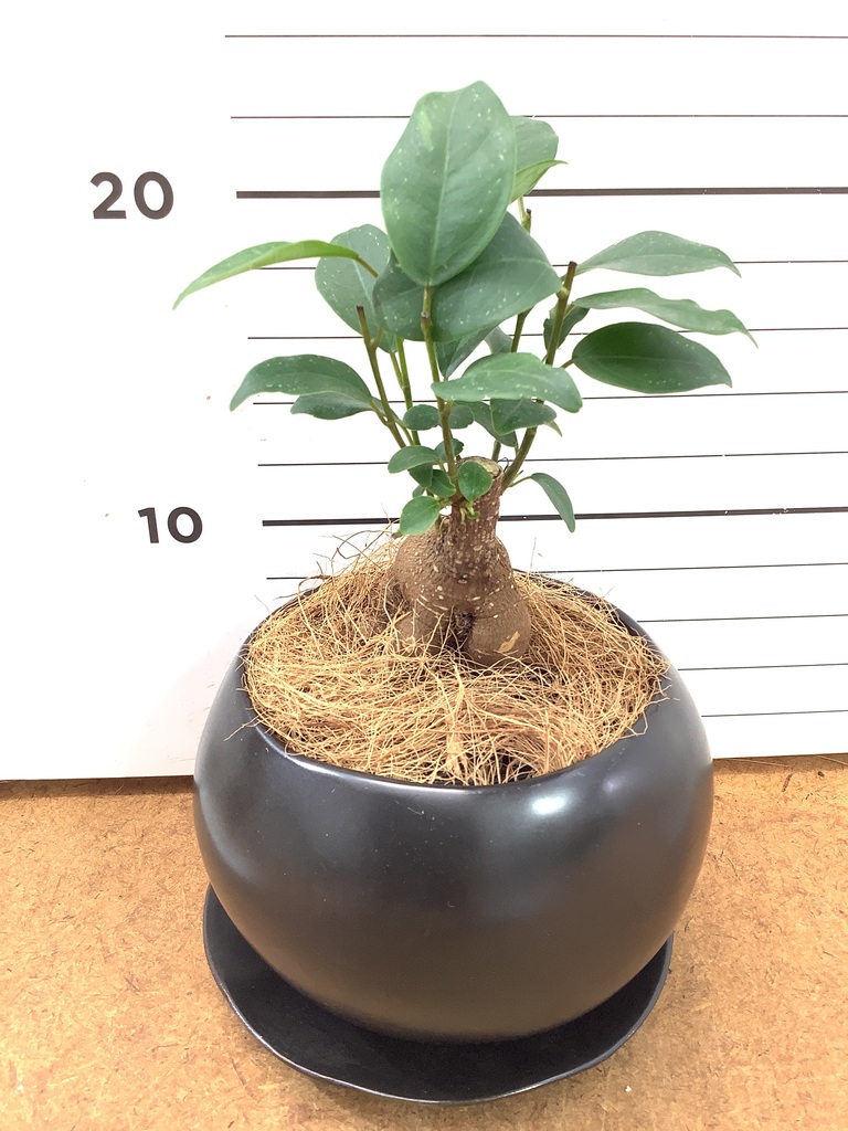 ガジュマル 1点もの（現品・現物） | 観葉植物通販HitoHana(ひとはな)