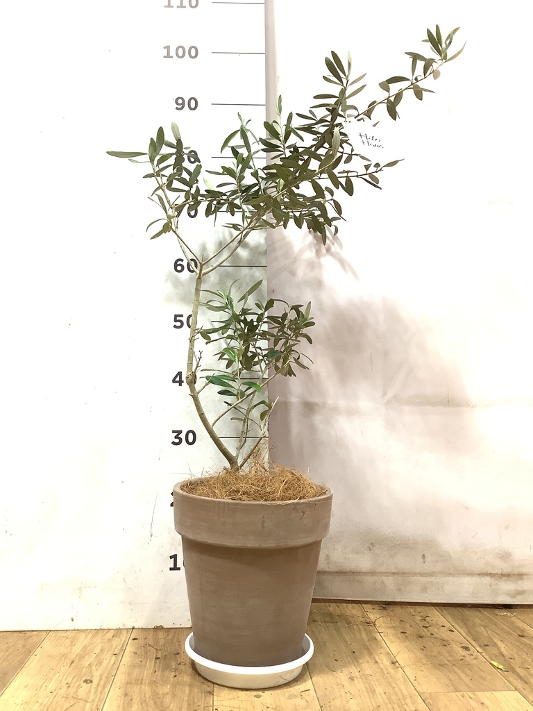 オリーブの木 チプレッシーノ | 観葉植物 | 送料無料でお届け