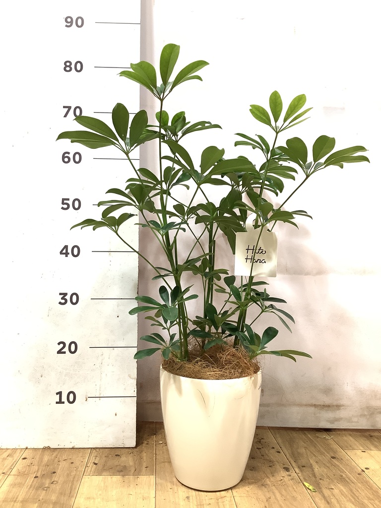 観葉植物 シェフレラ（カポック） 5号 ノーマル プロスパー トゥーボ