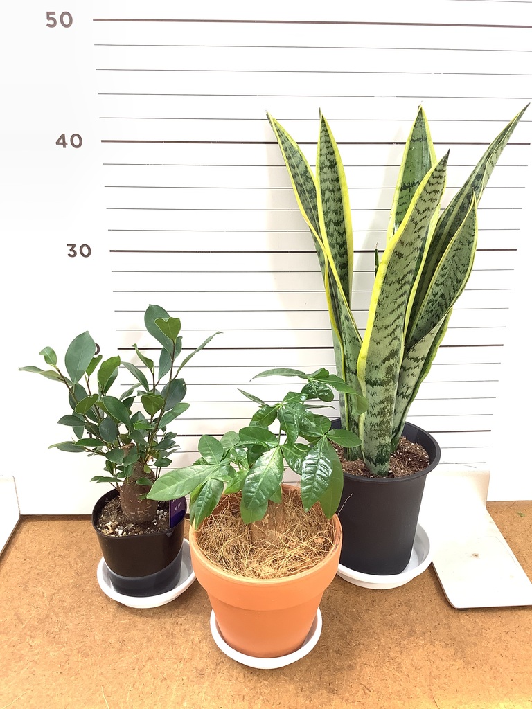 観葉植物 初心者にもおすすめお試し3点セット（サンスベリア 4号