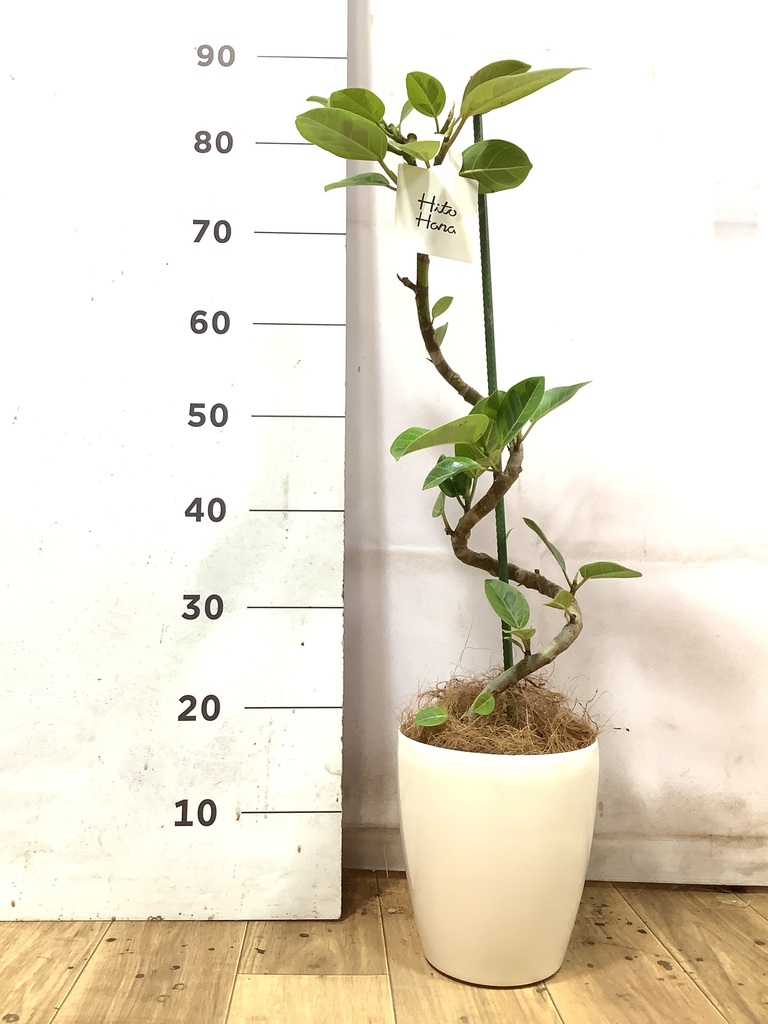 70cm〜100cmの観葉植物 | 送料無料でお届け | Hitohana（ひとはな）
