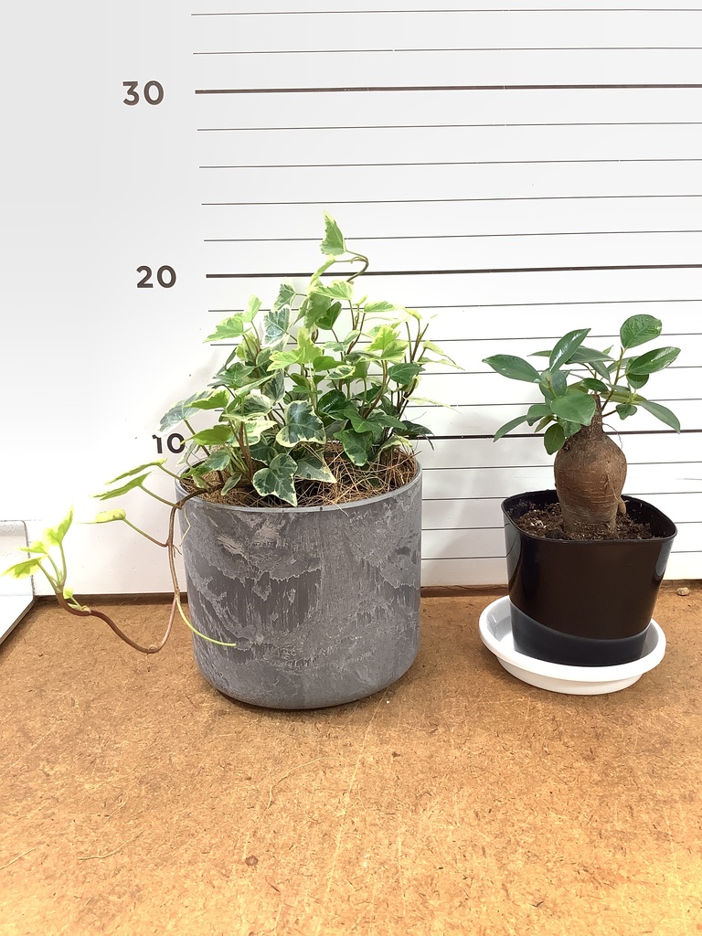 ガジュマル 3号 | 観葉植物の通販ならHitoHana（ひとはな）