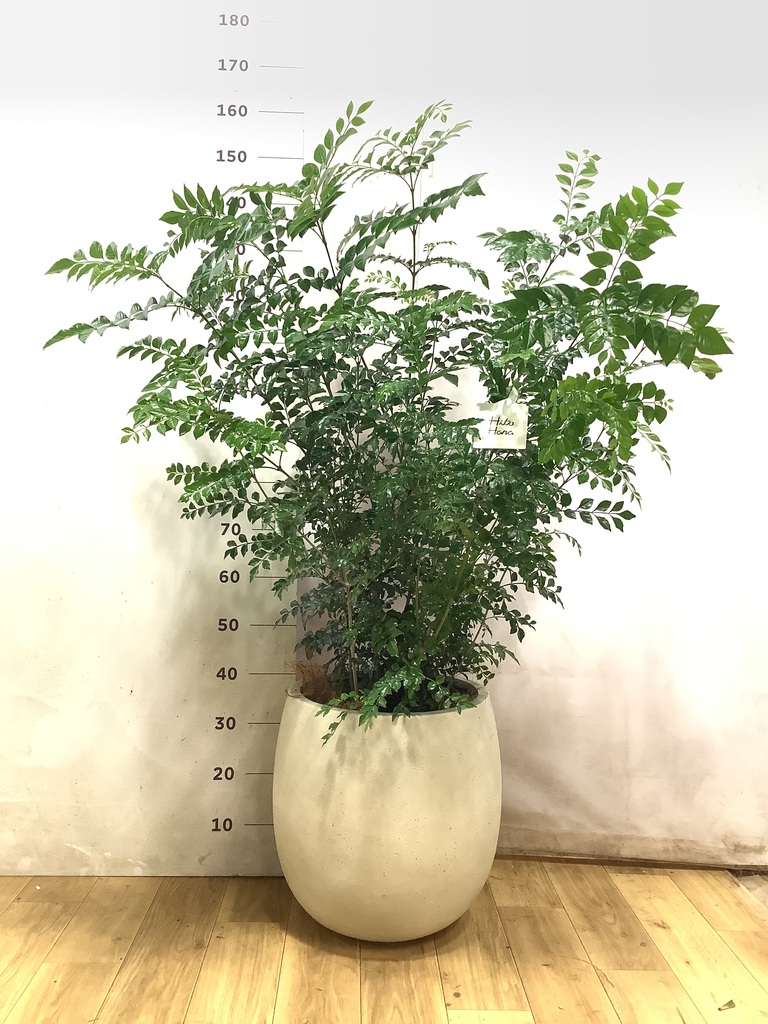 シマトネリコ 8号 | 観葉植物 | 送料無料でお届け - Hitohana（ひとはな）