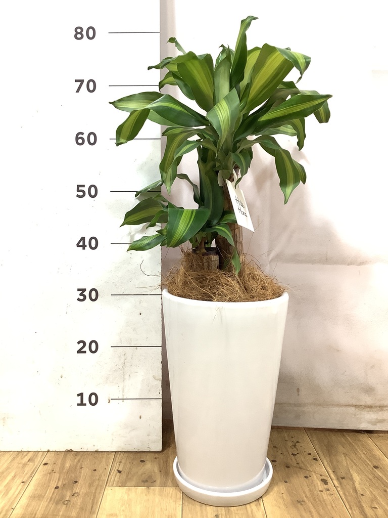 ドラセナ 幸福の木 6号 | 観葉植物＆花のギフト - HitoHana（ひとはな）