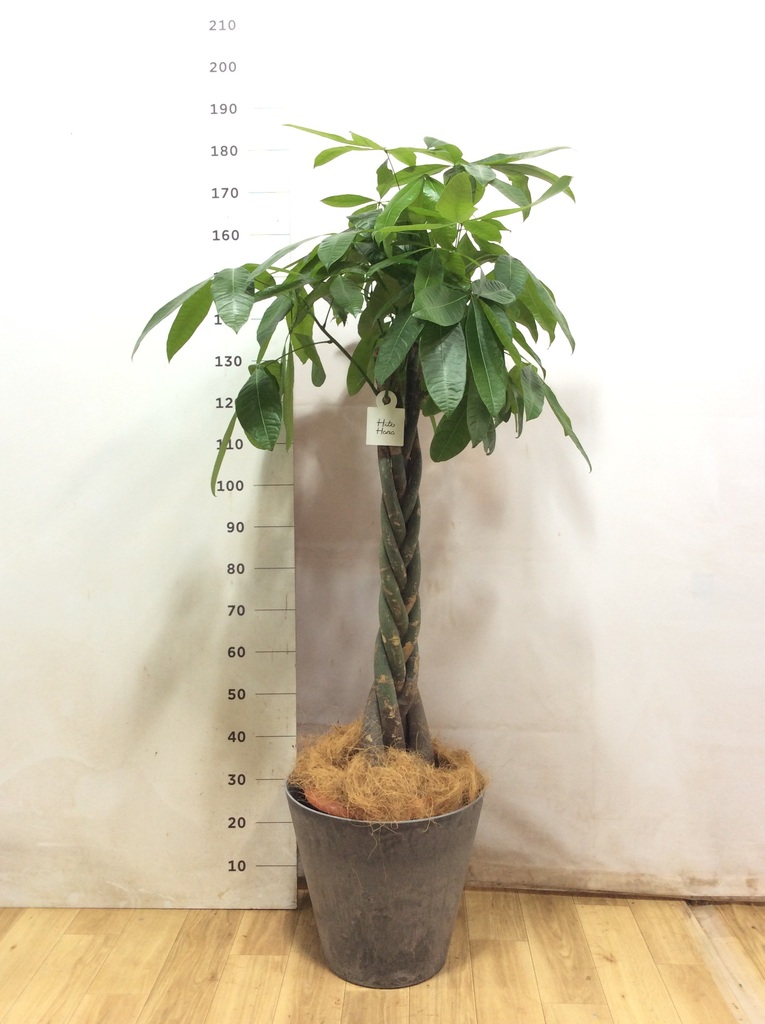 パキラ ねじり | 観葉植物の通販ならHitoHana（ひとはな）