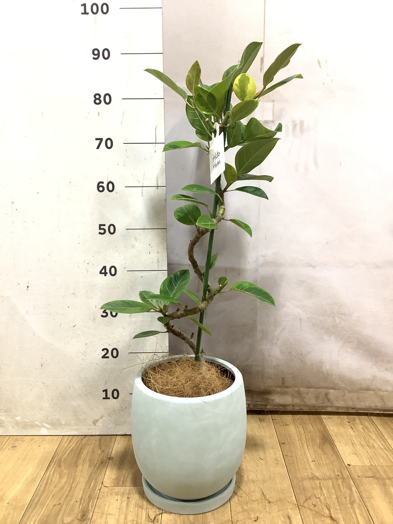 観葉植物 フィカス アルテシーマ 5号 曲り プラスチック鉢 | 観葉植物