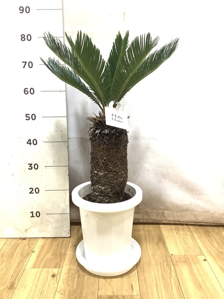 観葉植物 ソテツ 8号 プラスチック鉢 | 観葉植物ならHitoHana(ひとはな)