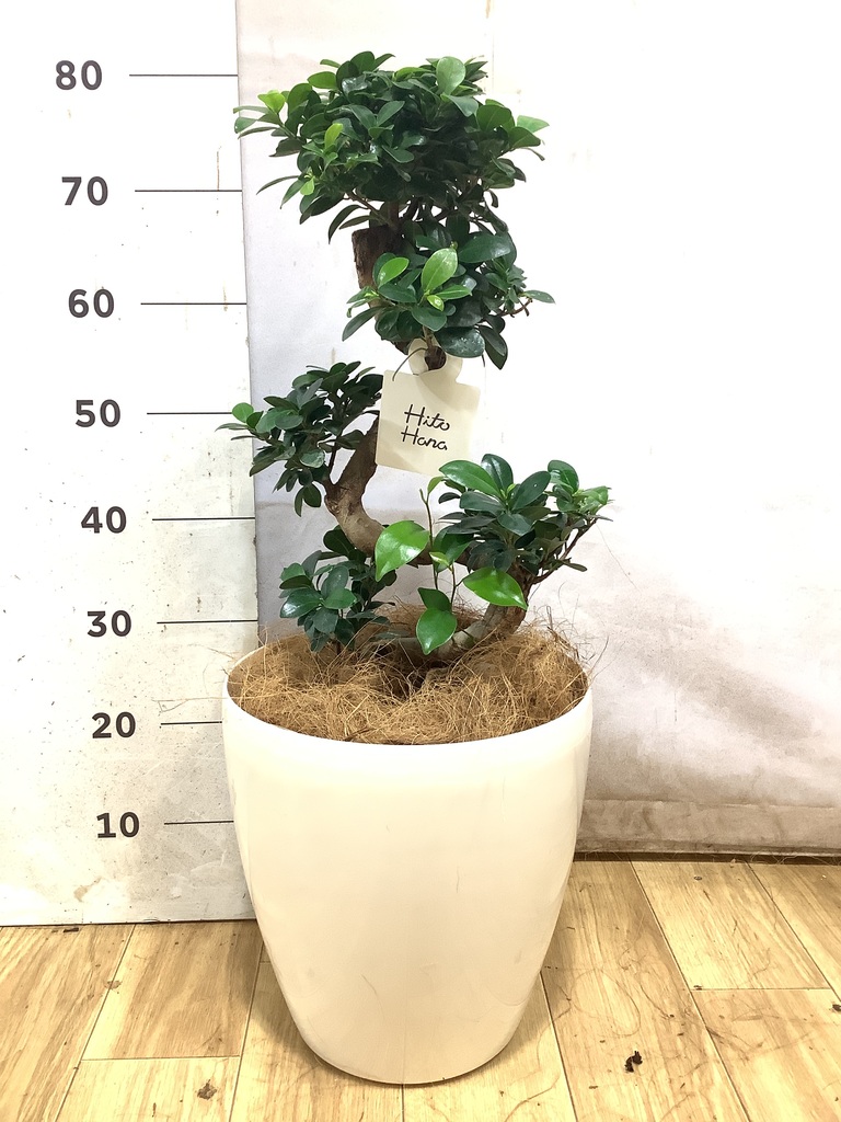 ガジュマル 曲がり | 観葉植物通販 Hitohana（ひとはな）