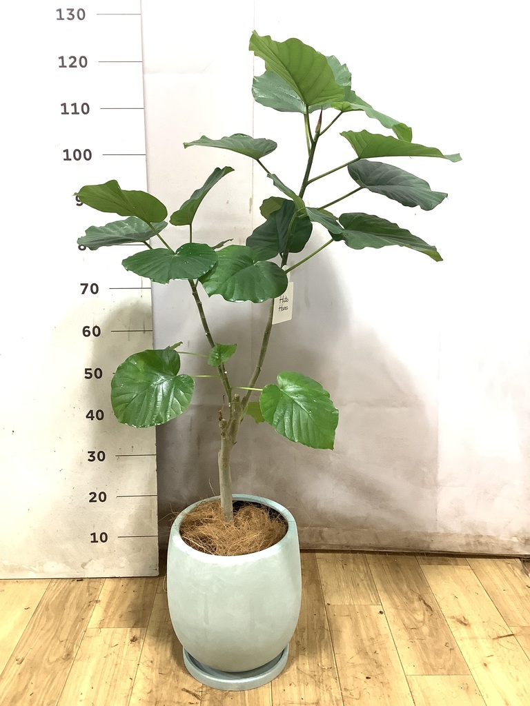 フィカス ウンベラータ 7号 | 観葉植物の通販ならHitoHana（ひとはな）