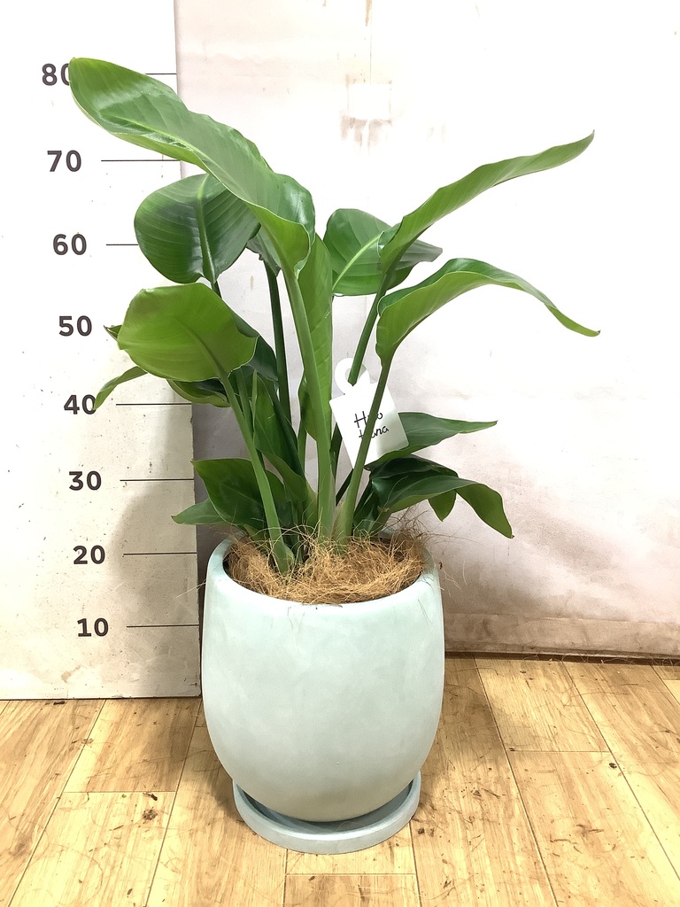 オーガスタ | 観葉植物の通販ならHitoHana（ひとはな）