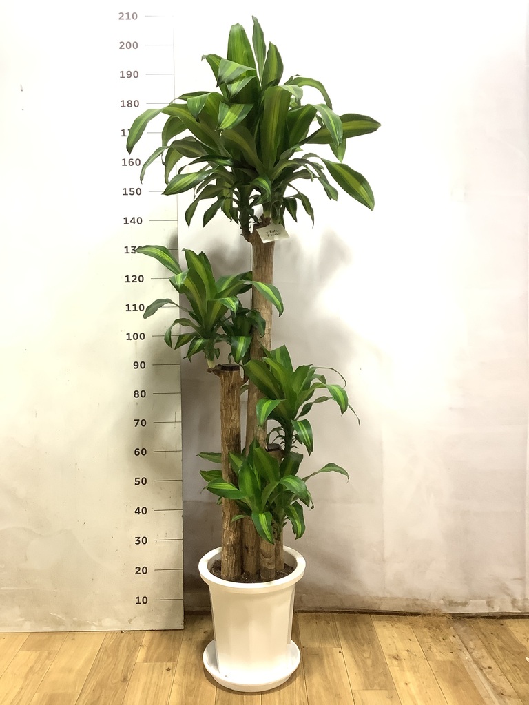 ドラセナ 幸福の木 10号 | 観葉植物通販 HitoHana（ひとはな）