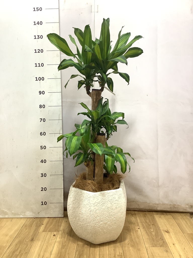 ドラセナ 幸福の木 8号 | 観葉植物 | インテリアやギフトに - Hitohana