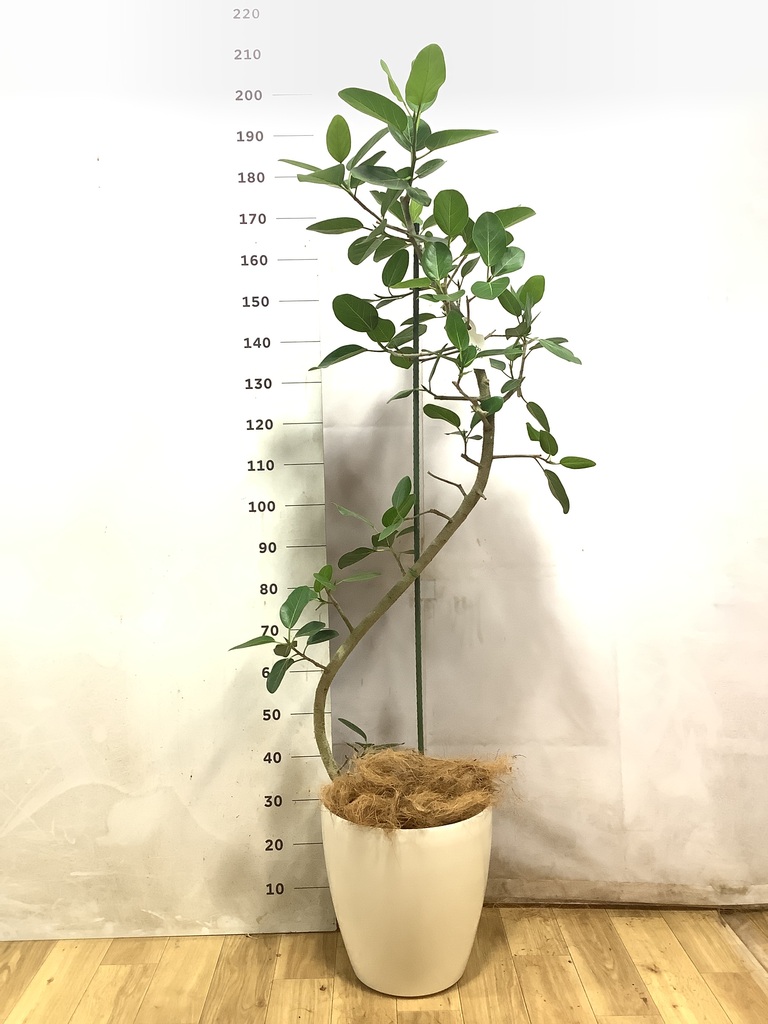 フィカス ベンガレンシス 曲がり | 観葉植物の通販ならHitoHana