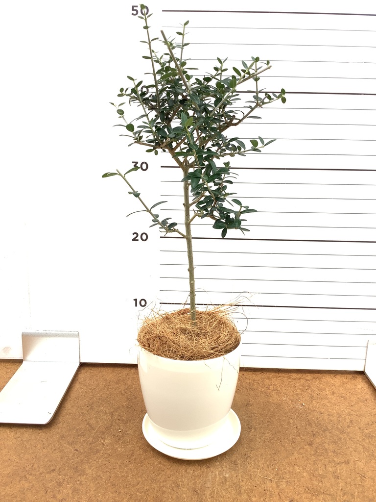 オリーブの木 3号 | 観葉植物 | インテリアやギフトに - Hitohana