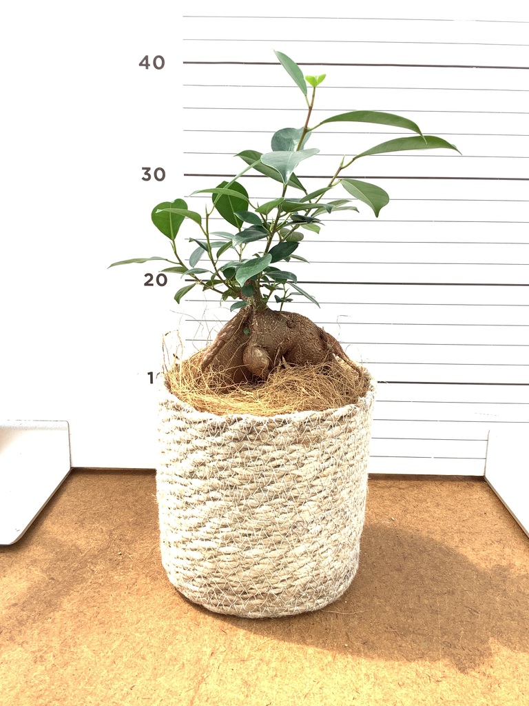 ガジュマル 4号 | 観葉植物の通販ならHitoHana（ひとはな）