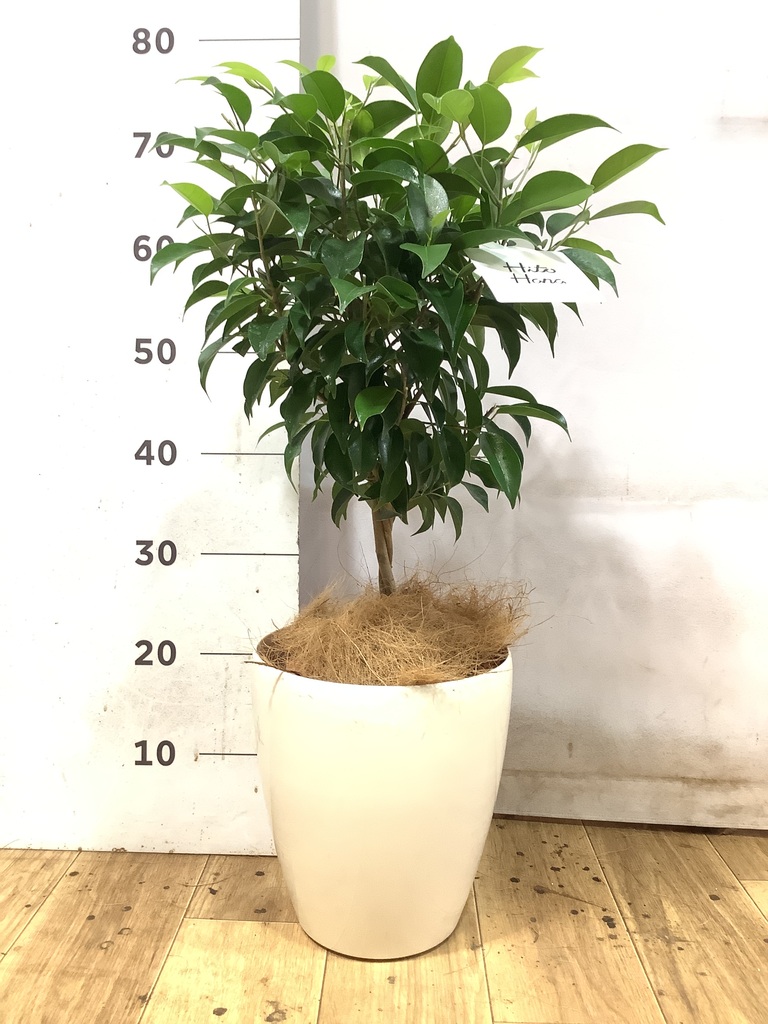 フィカス ベンジャミン 6号 | 観葉植物 | インテリアやギフトに