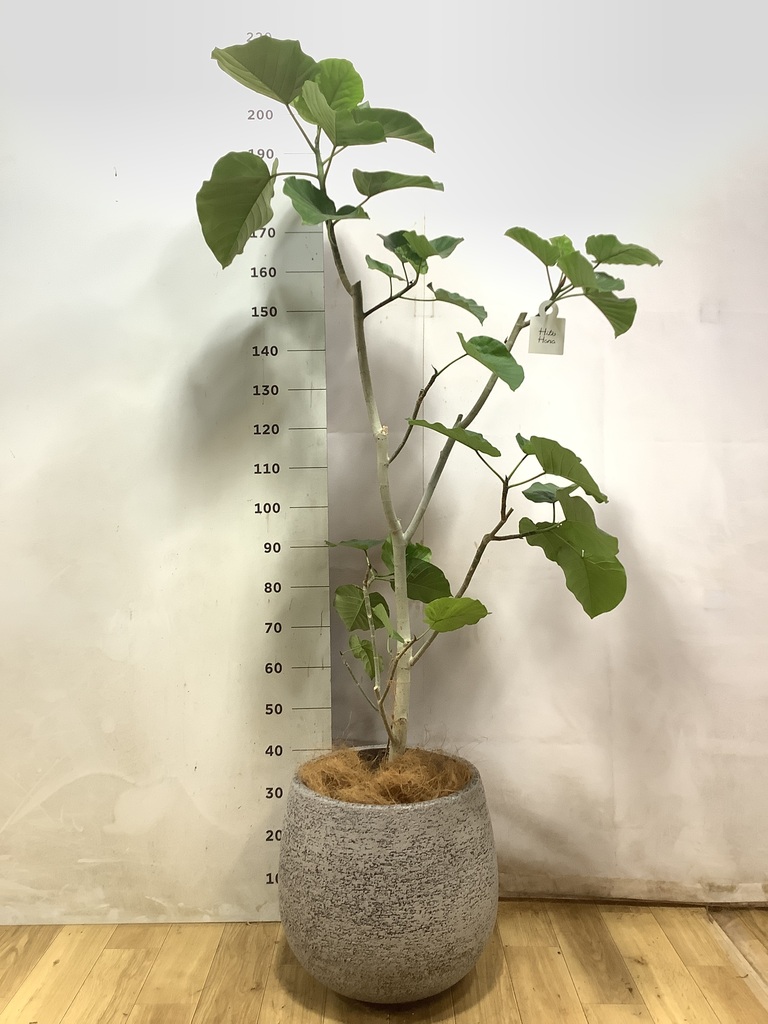 ウンベラータ 10号 | 観葉植物の通販ならHitoHana（ひとはな）